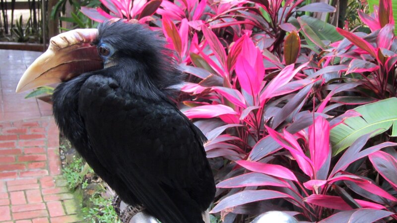 Black Hornbill Bird — Natural