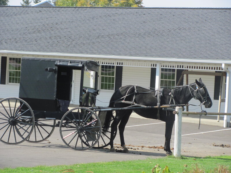 Black Horse and Buggy
