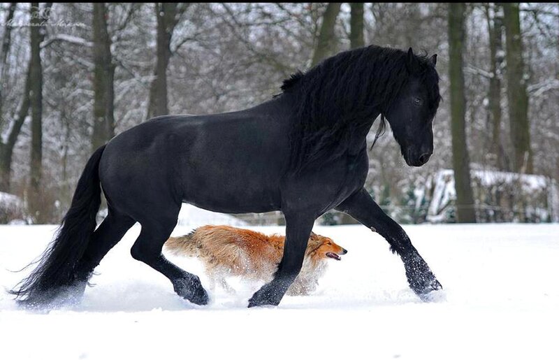 Black Horse and Dog — Dynamic