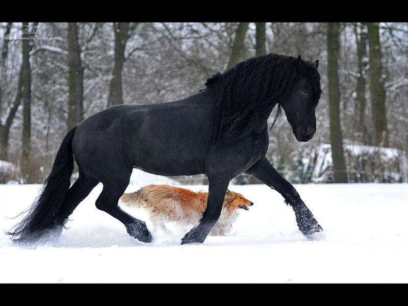 Black Horse and Dog