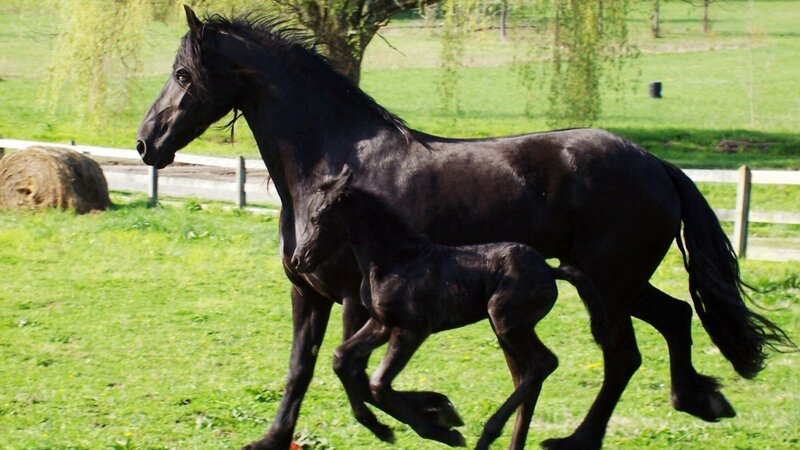 Black Horse and Foal — Green, Calm
