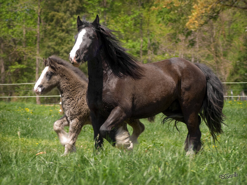 Black Horse and Foal — Green