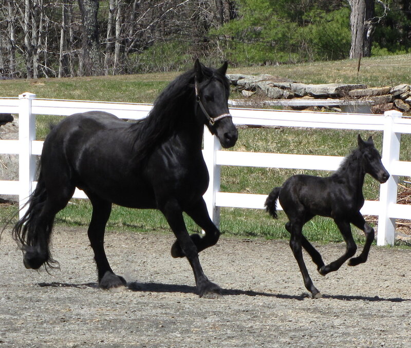 Black horse and foal running