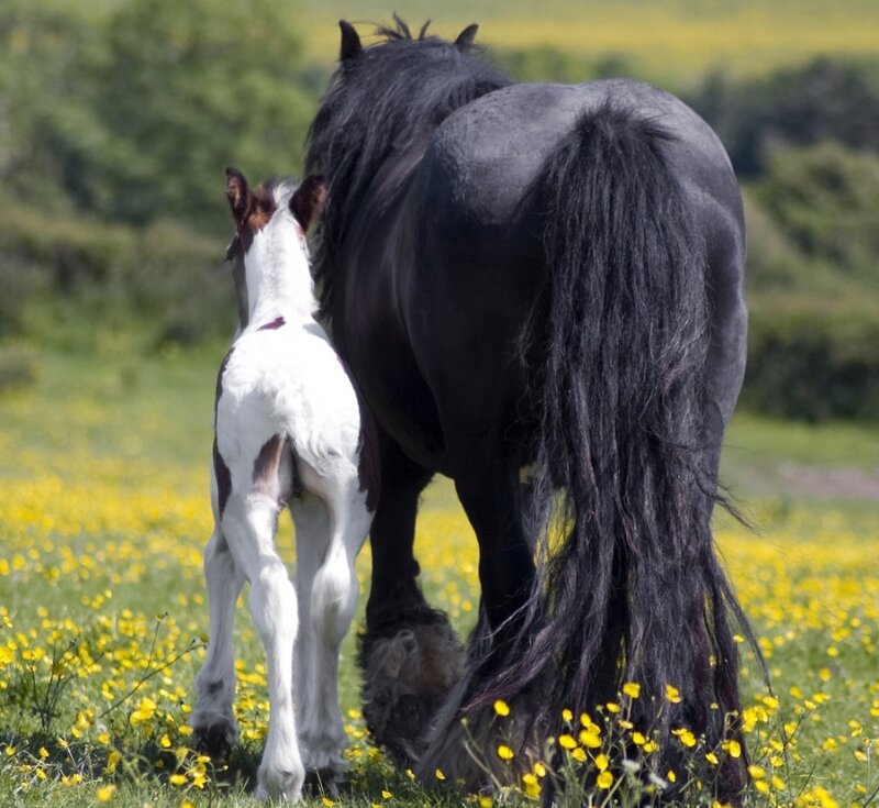Black Horse and Foal