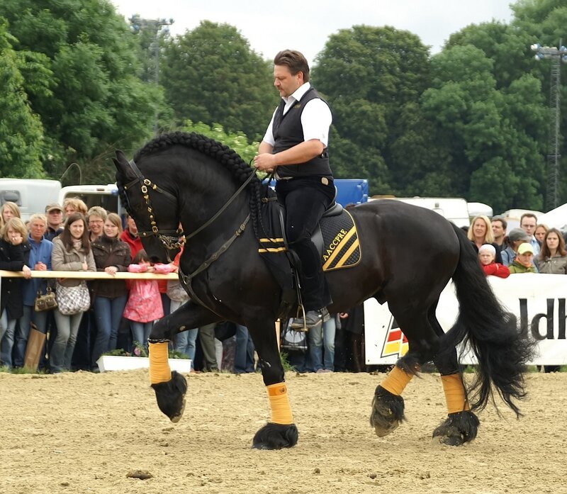 Black Horse and Rider — Calm