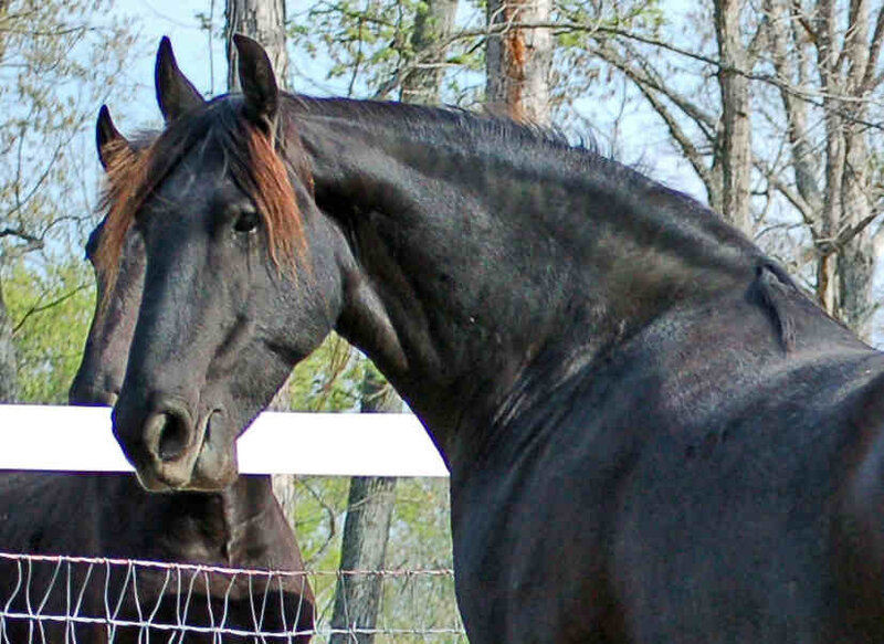 black horse at a fence