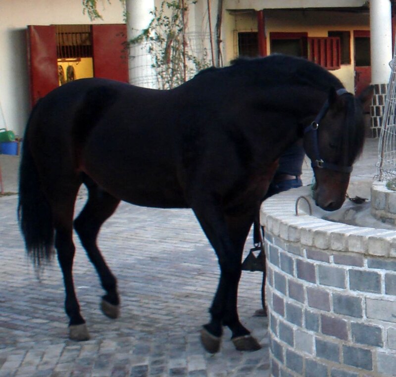black horse at a water trough