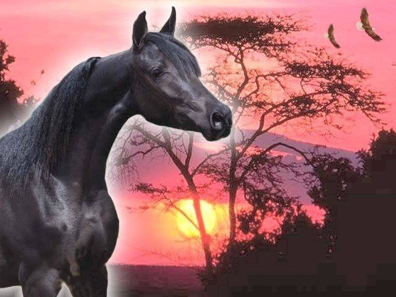 Black Horse at Sunset
