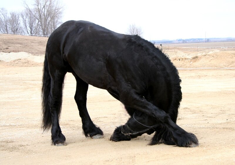 Black Horse Bending Down