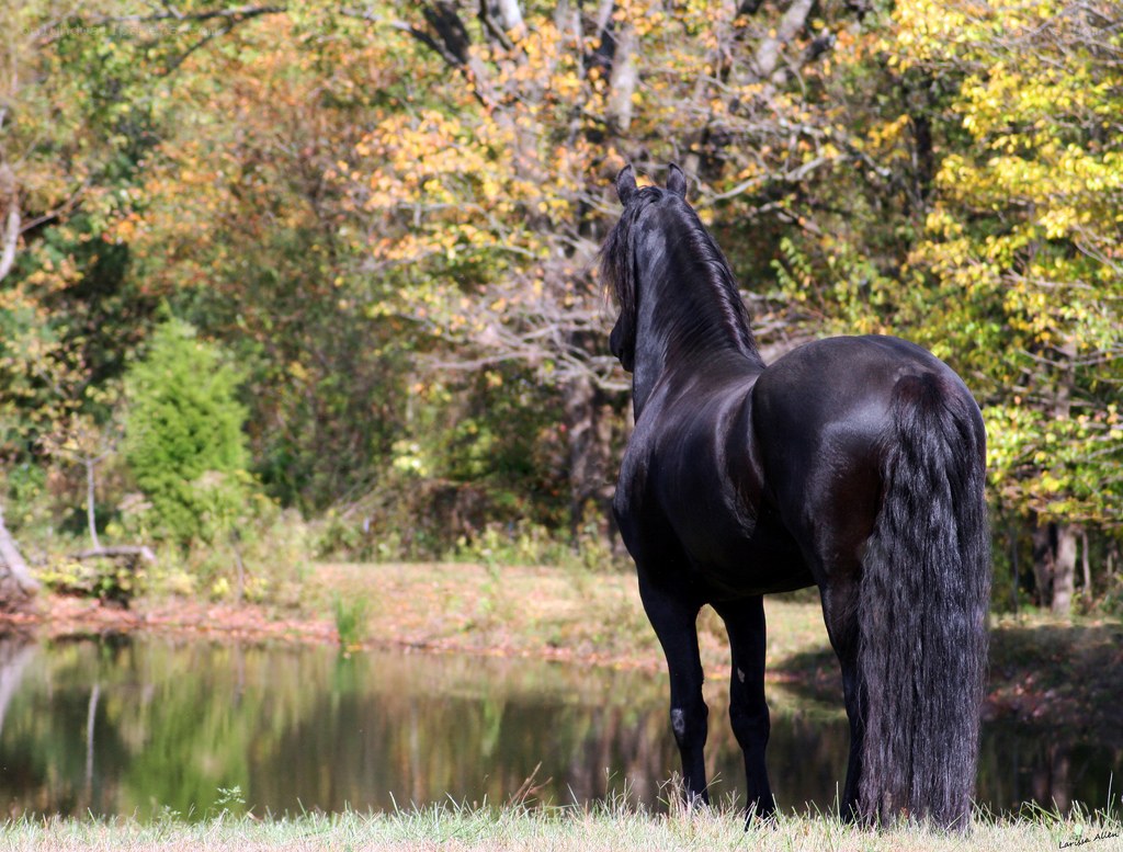 black horse by a pond