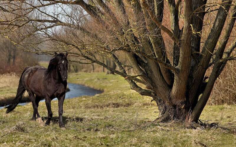 Black horse by a river