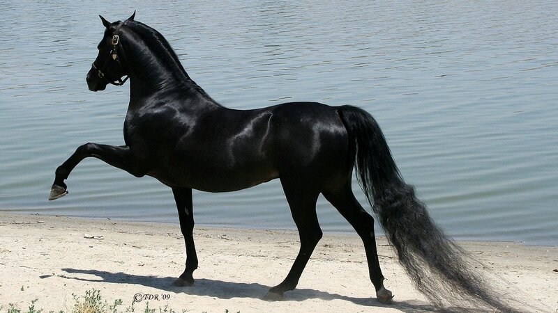 black horse by the water
