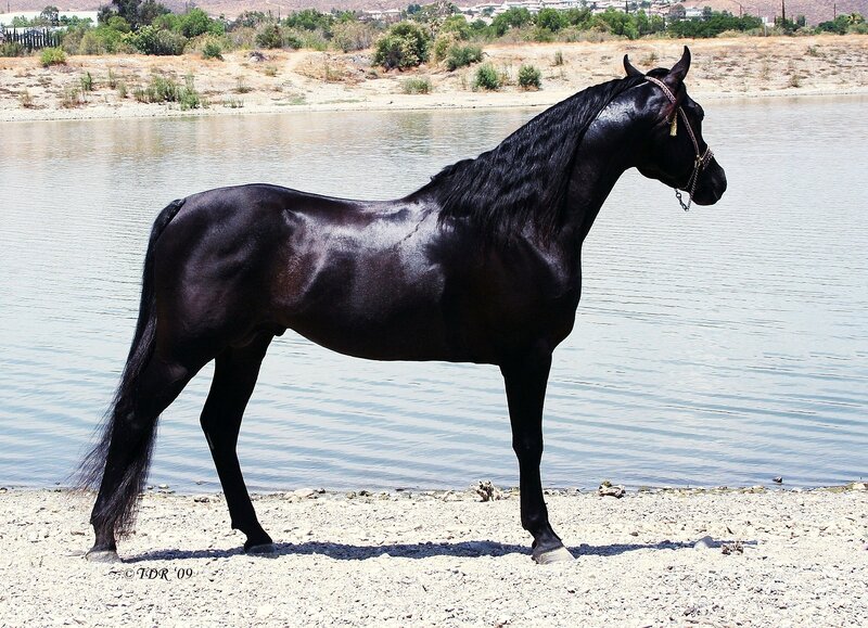 black horse by the water