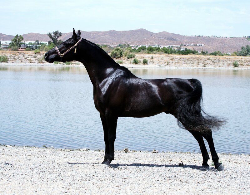 Black Horse by Water
