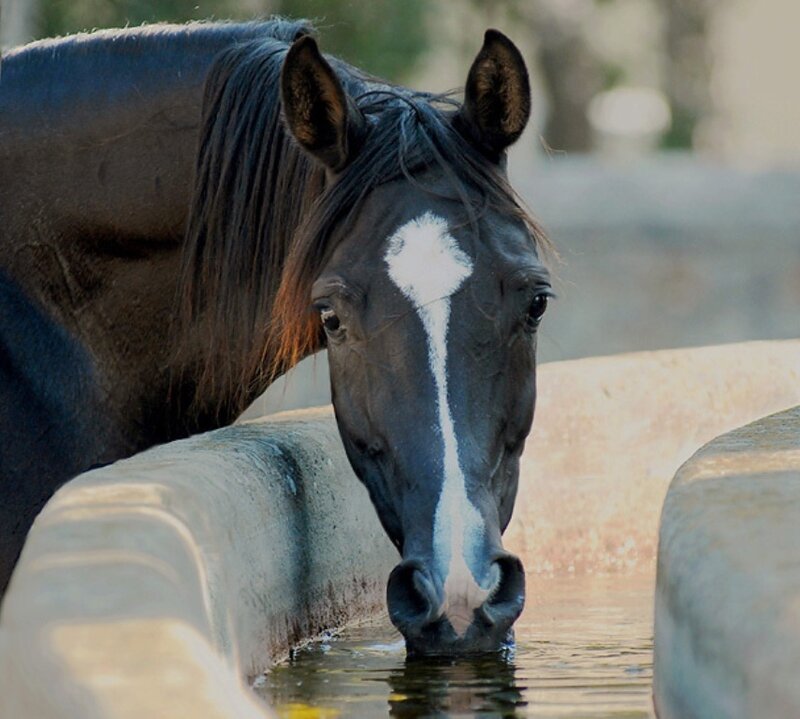 Black Horse Drinking Water