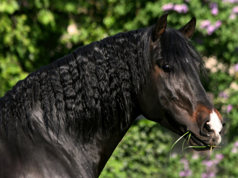 Black Horse Eating Grass