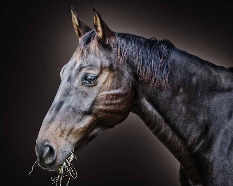 Black Horse Eating Hay