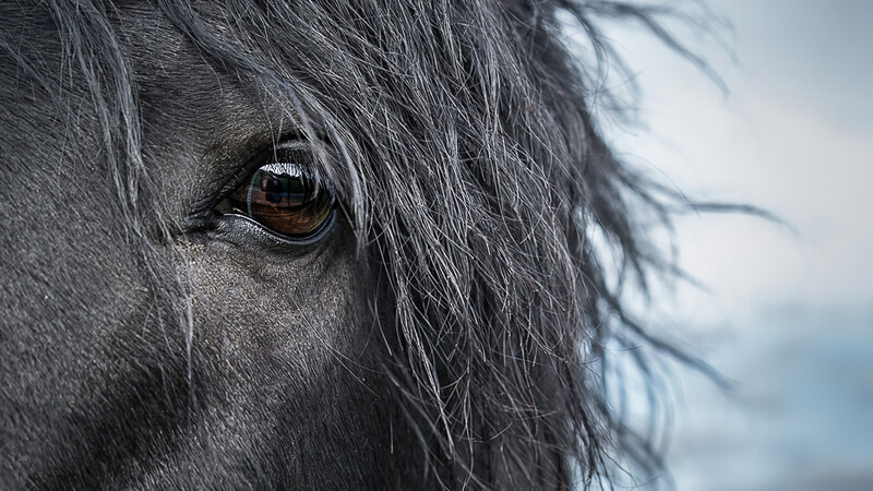 Black Horse Eye