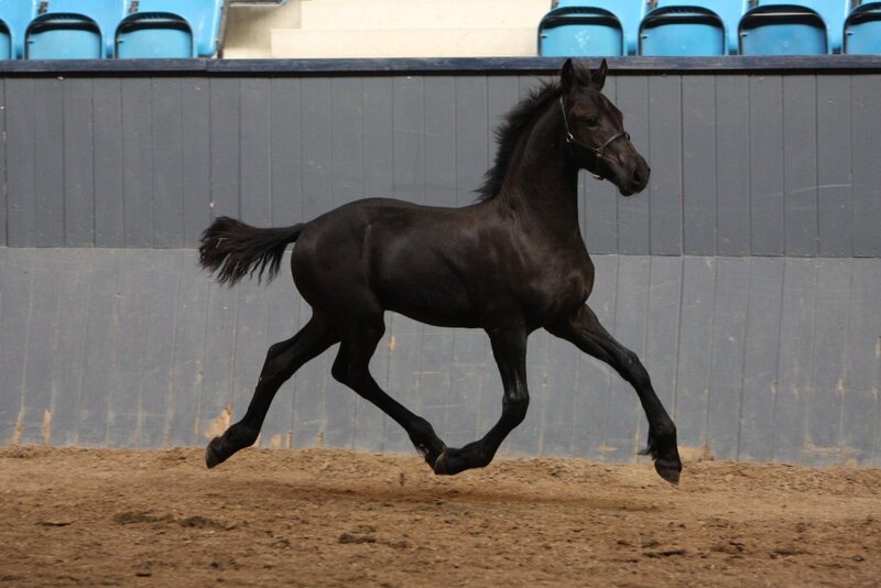 Black Horse Foal — Active
