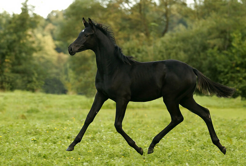 Black Horse Foal — Calm