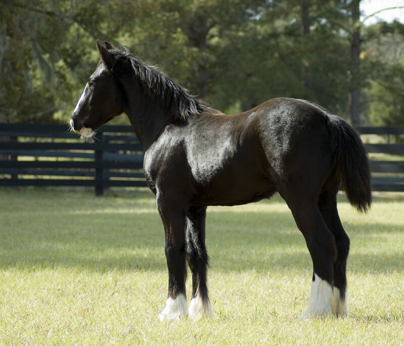 Black Horse Foal — Green