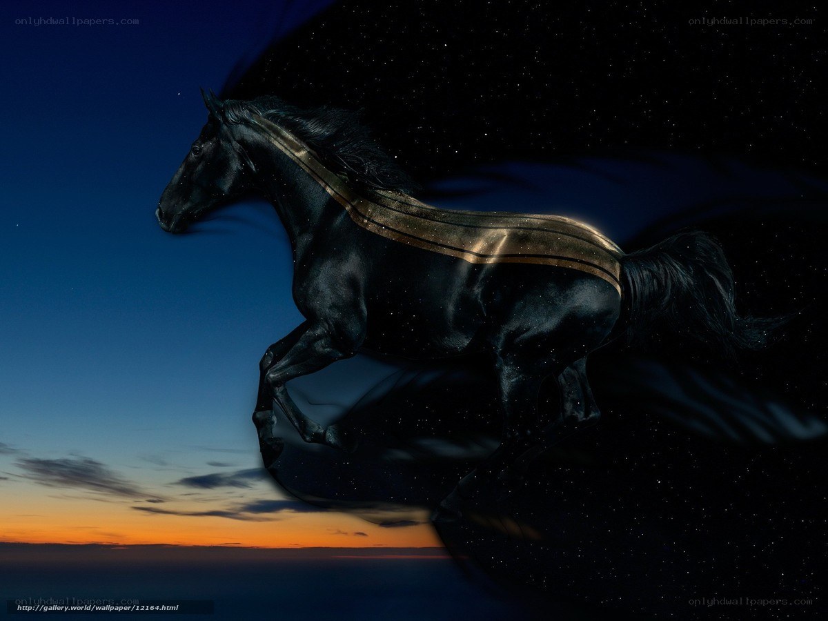 Black horse galloping at dusk