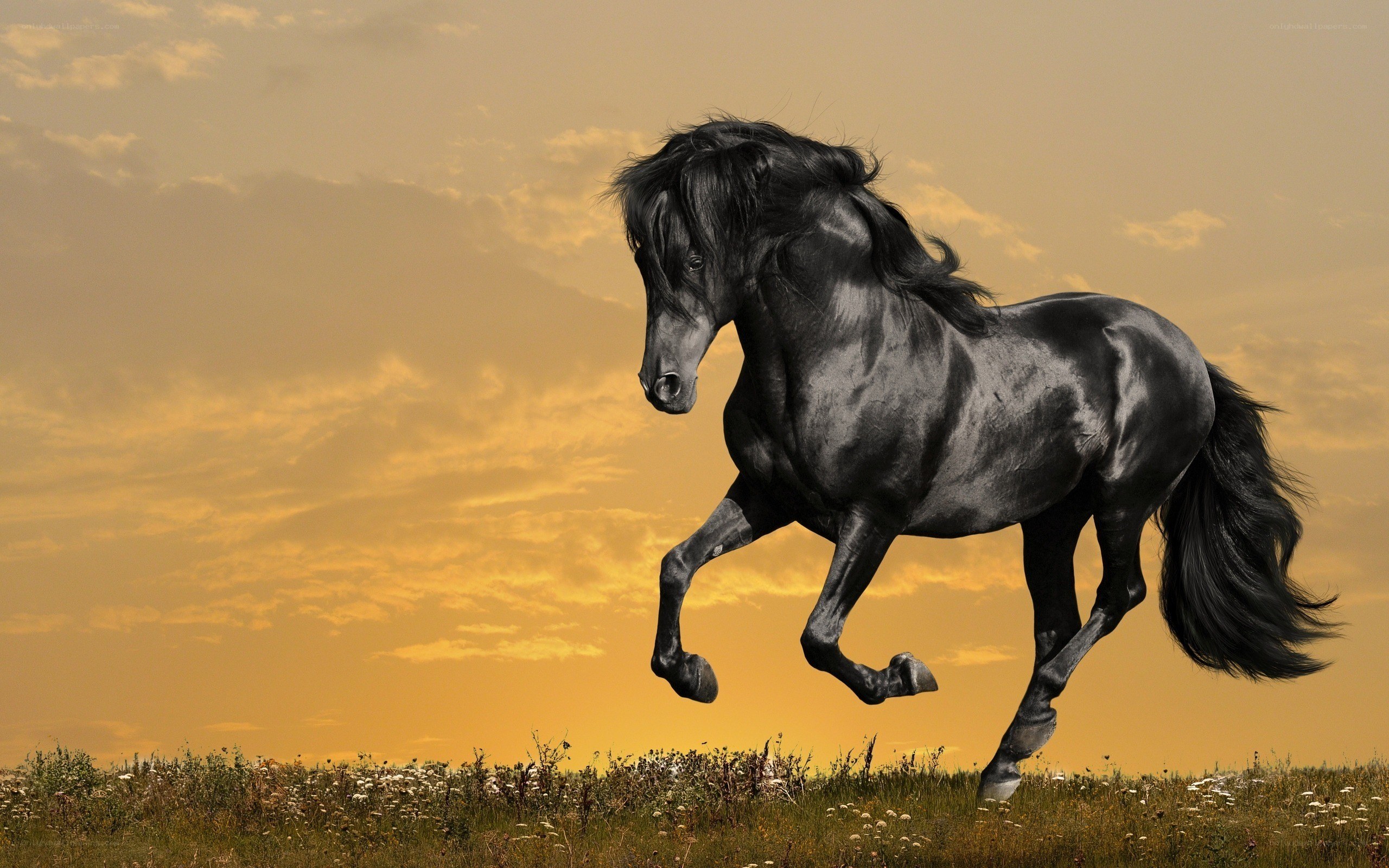 Black horse galloping at sunset