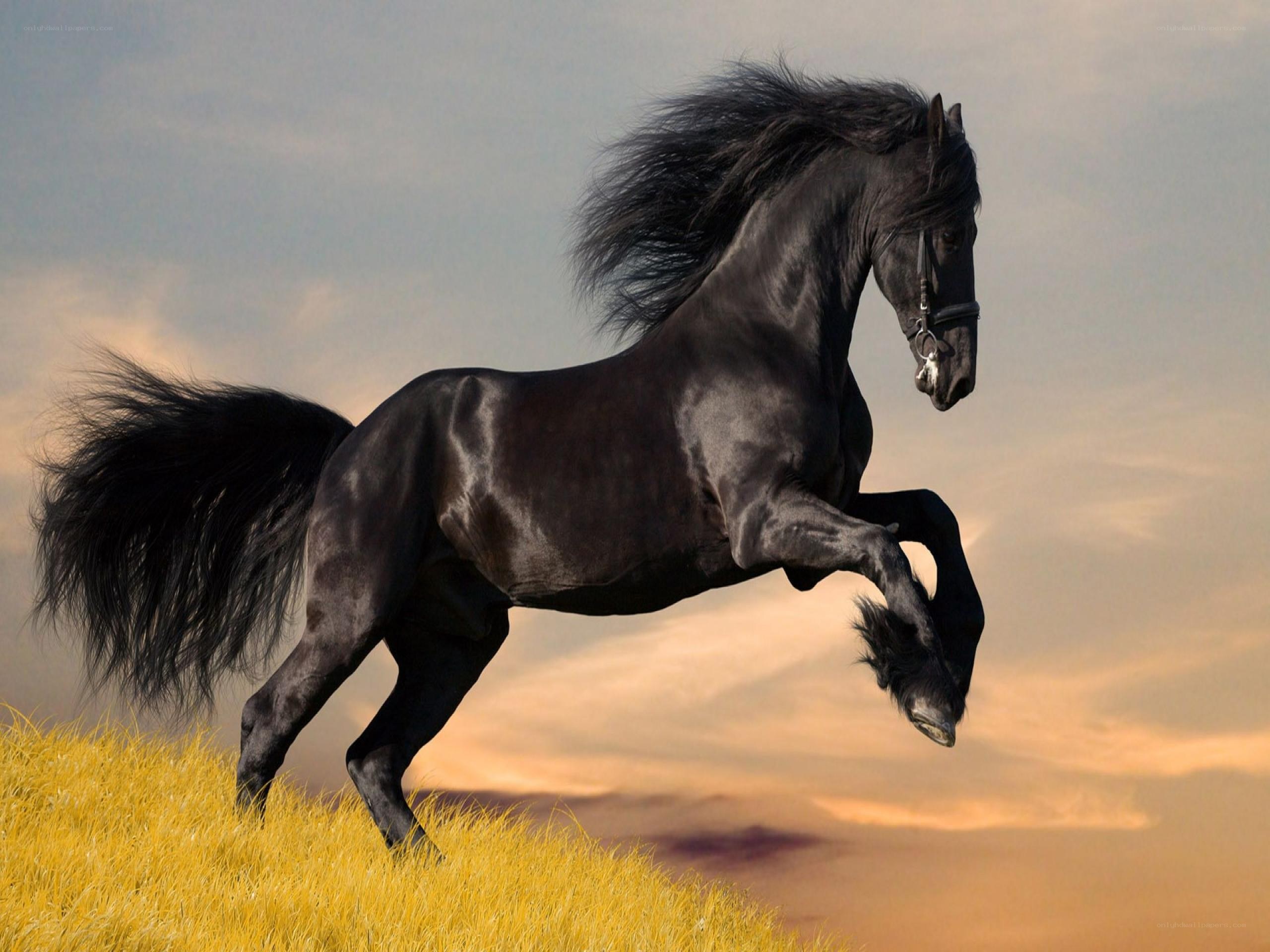 Black horse galloping at sunset