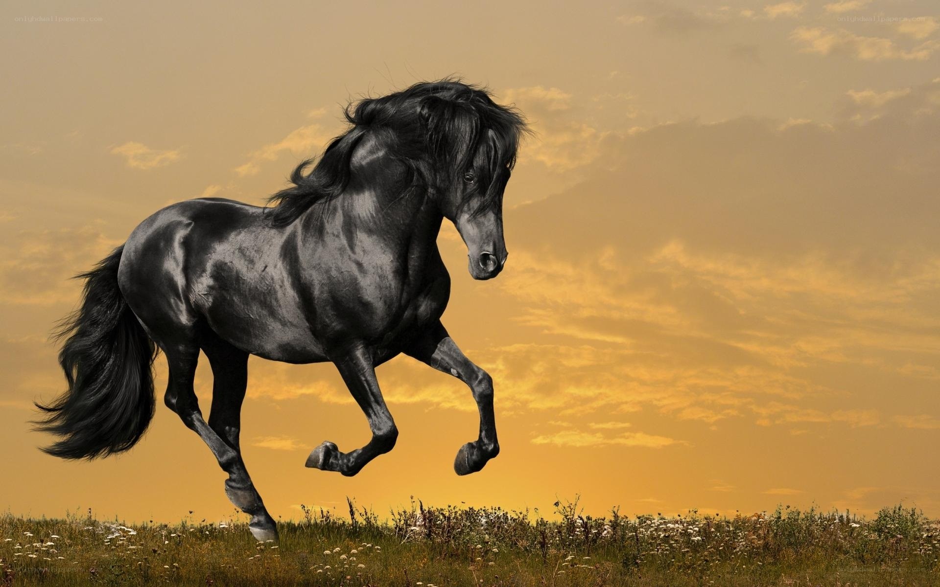 Black horse galloping at sunset