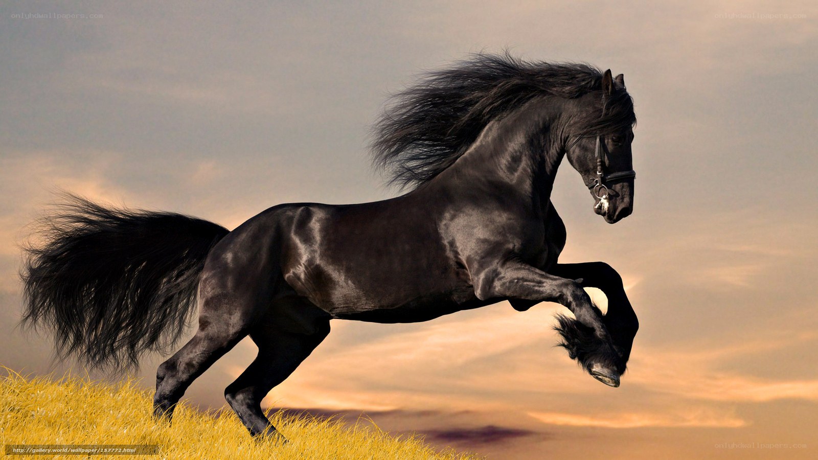 Black horse galloping at sunset