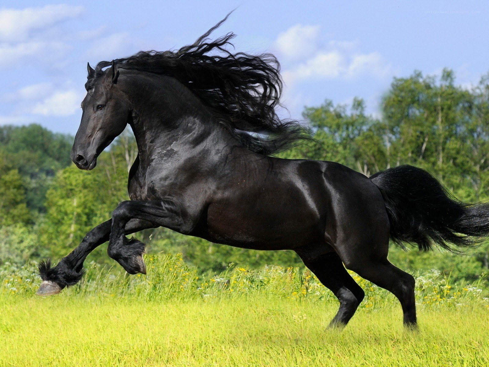 Black horse galloping in field