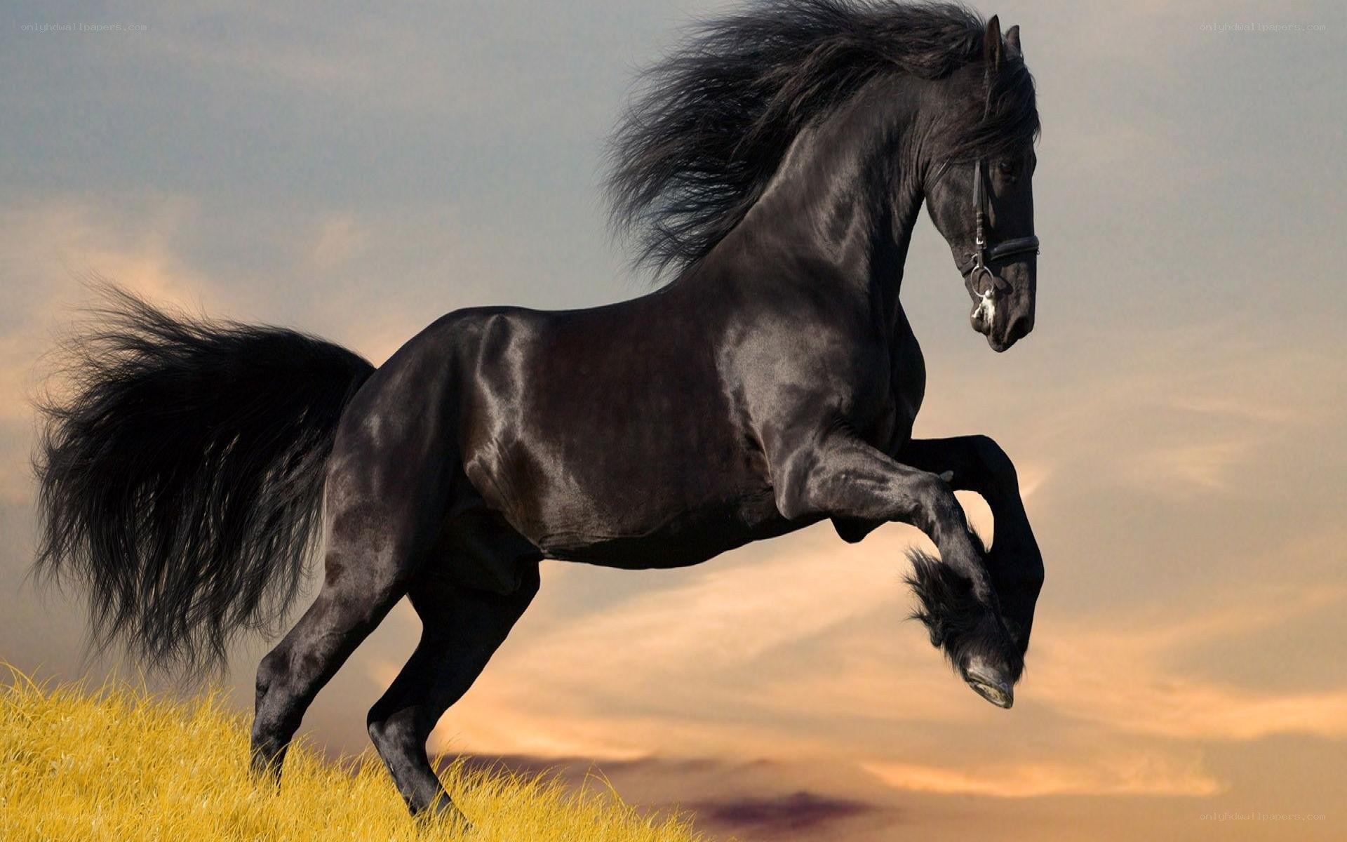 Black horse galloping in field