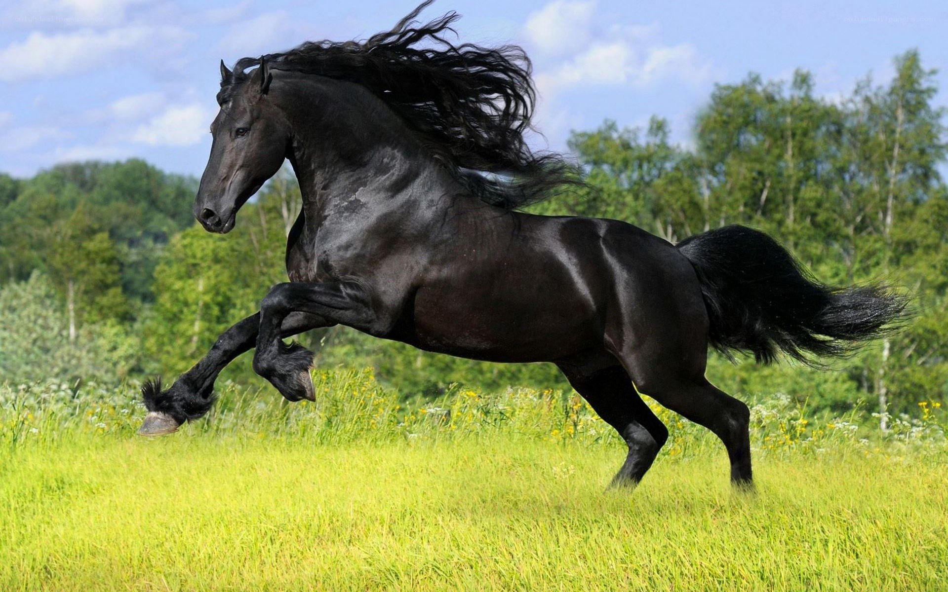 Black horse galloping in field