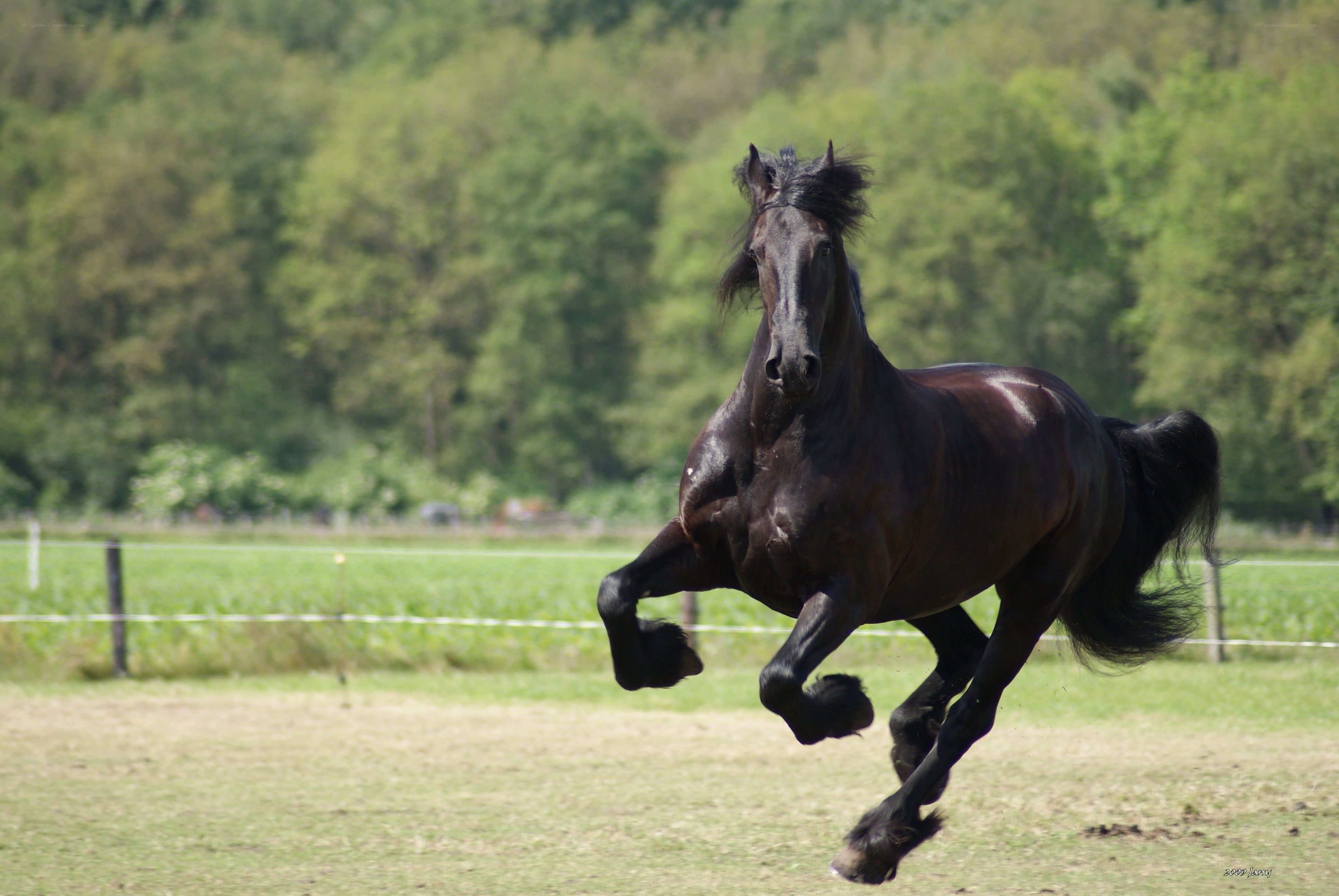 black horse galloping in field