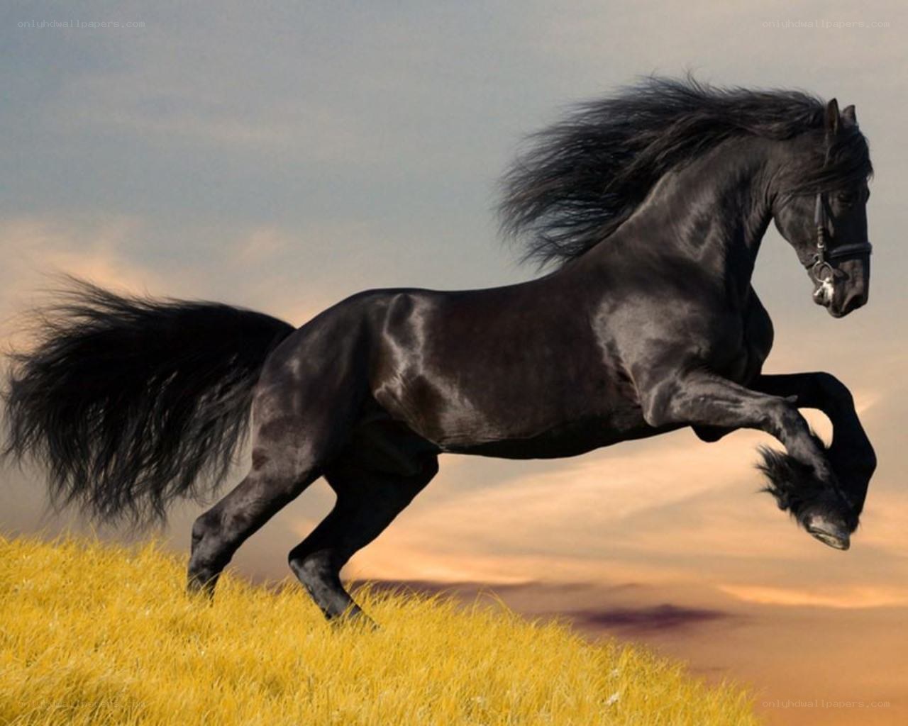 Black horse galloping in field