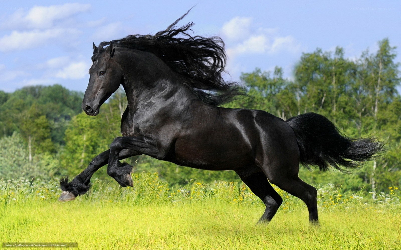 Black horse galloping in field
