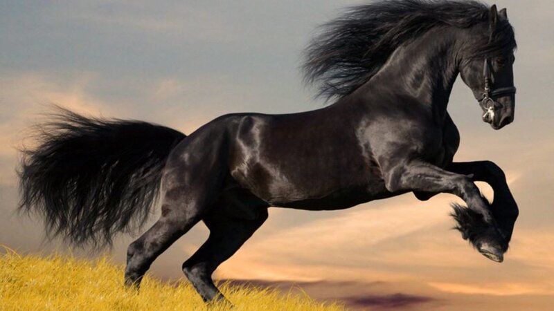 Black horse galloping in field
