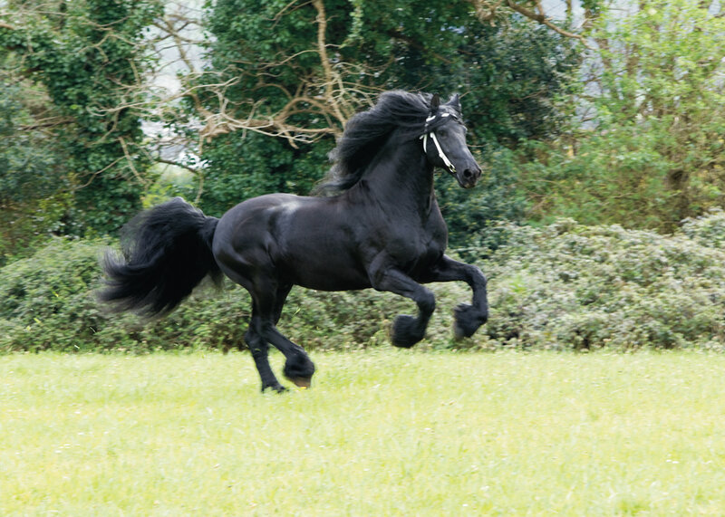 Black horse galloping in field