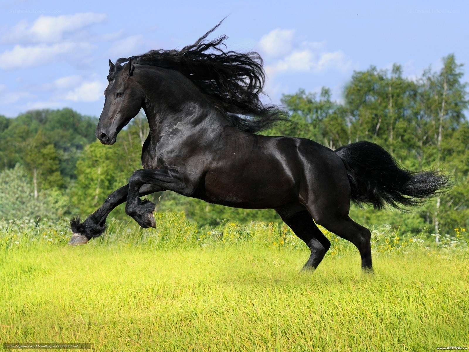 Black horse galloping in field