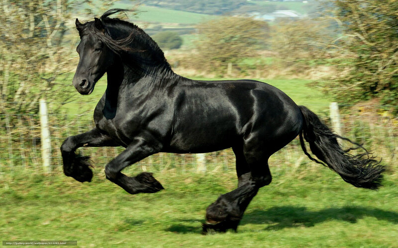 Black horse galloping in field