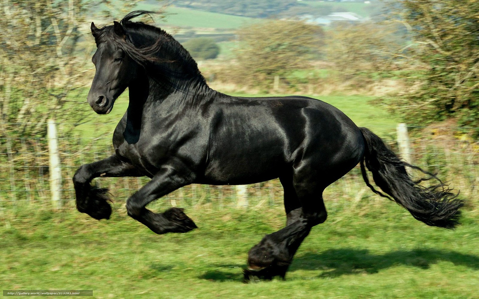 Black horse galloping in field