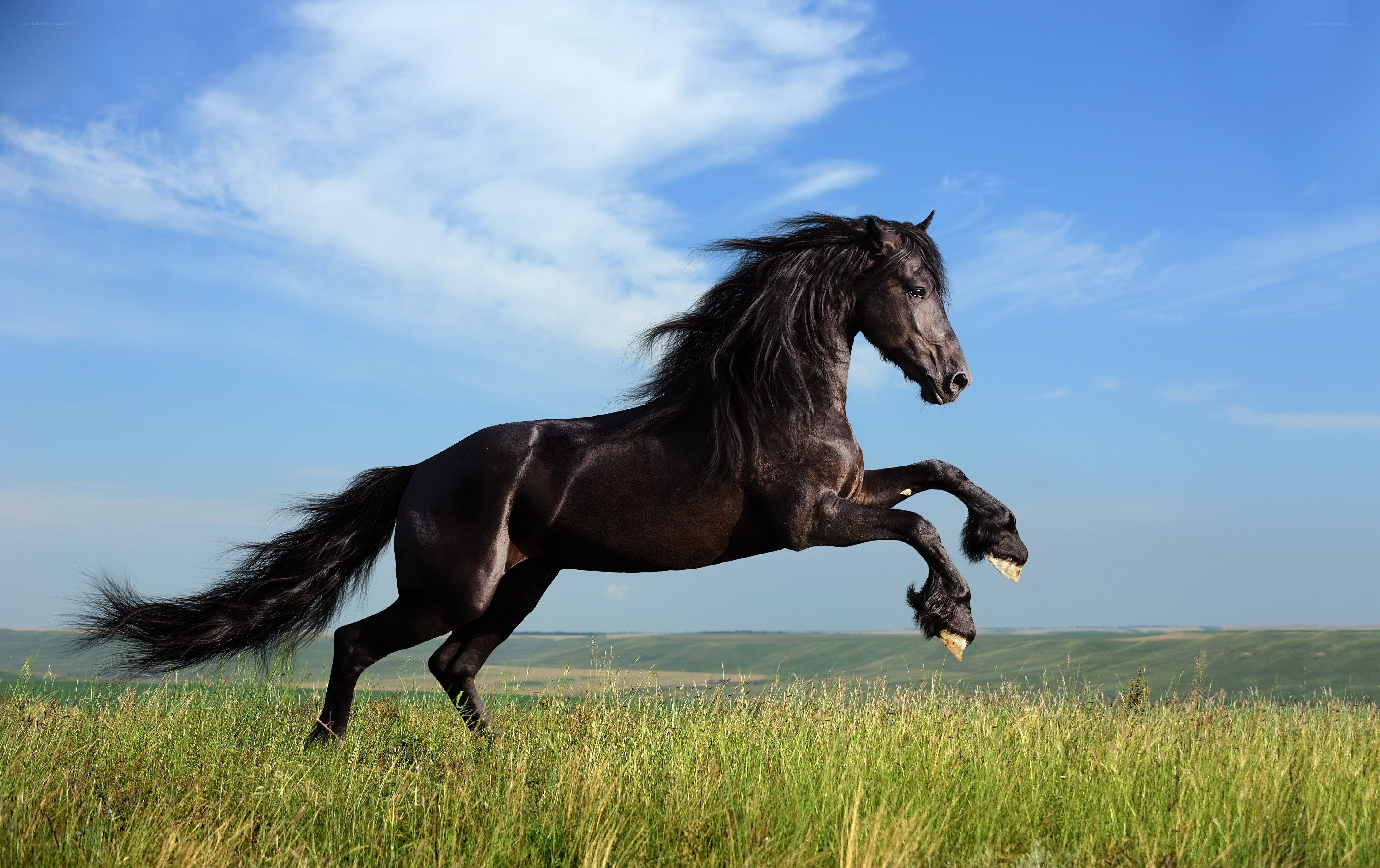 Black horse galloping in field