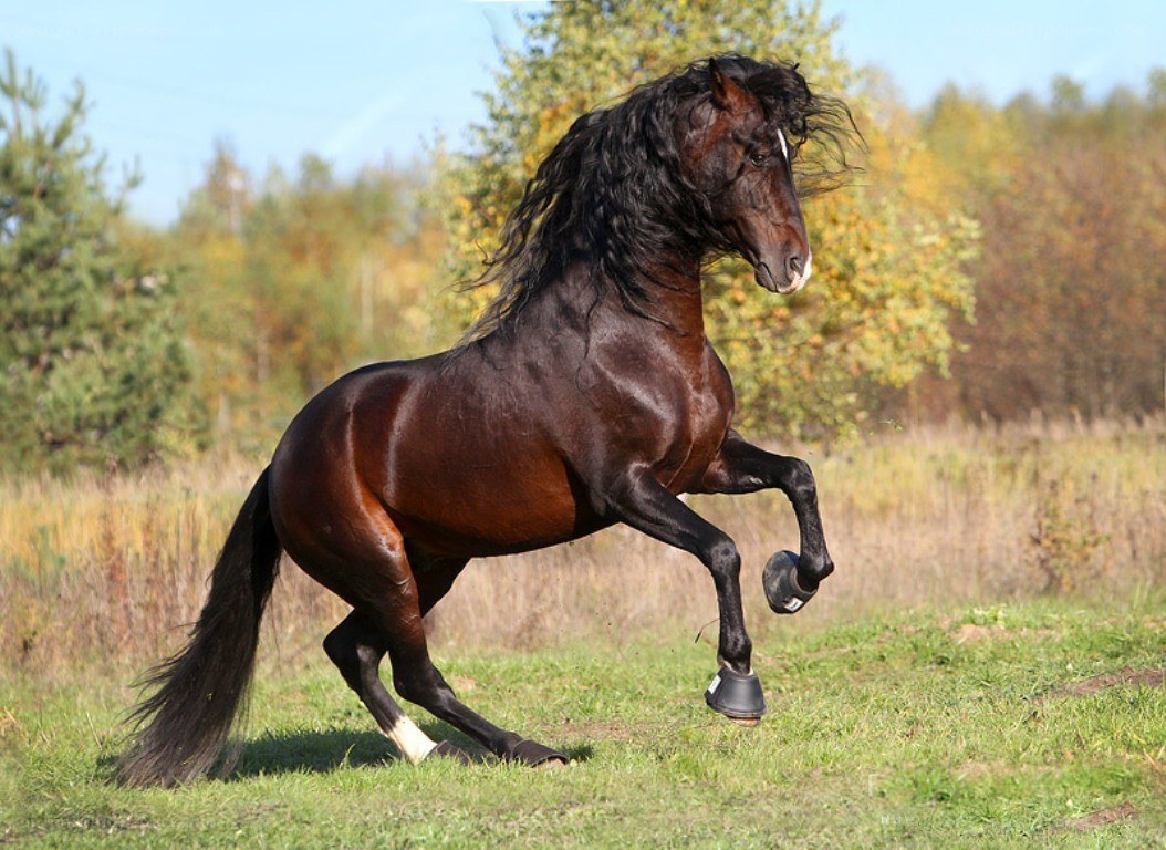 Black horse galloping in field