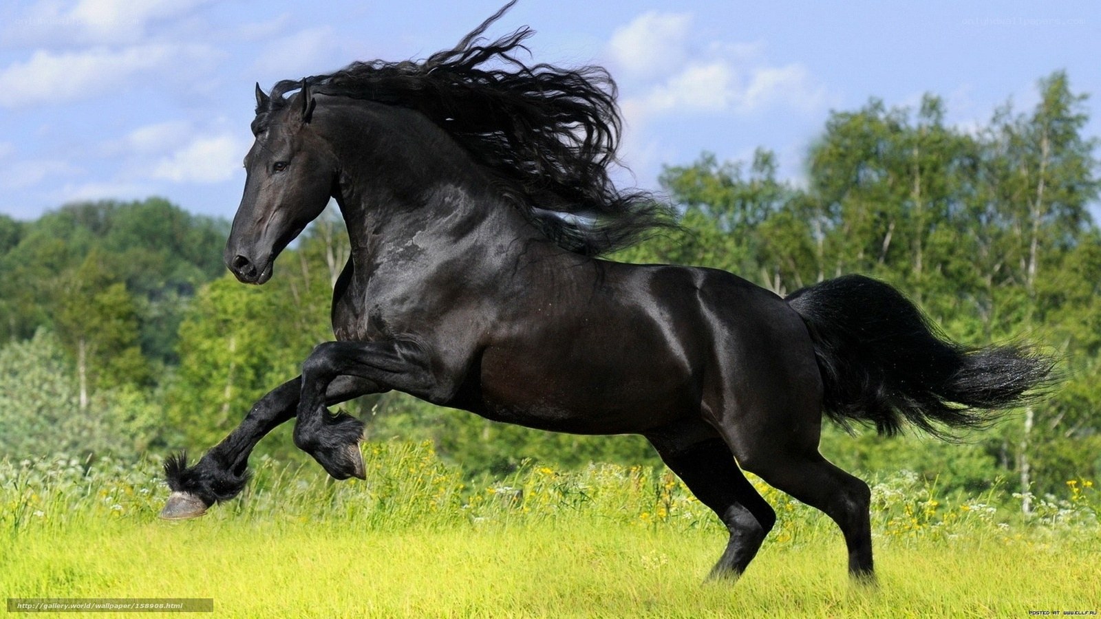 Black horse galloping in field