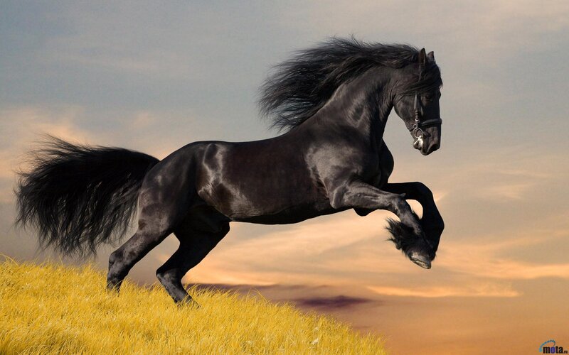 Black horse galloping on hill