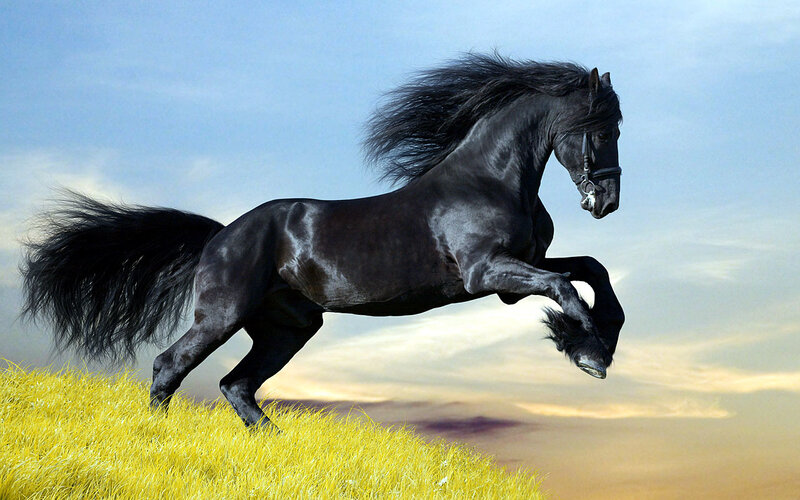 Black horse galloping on hill