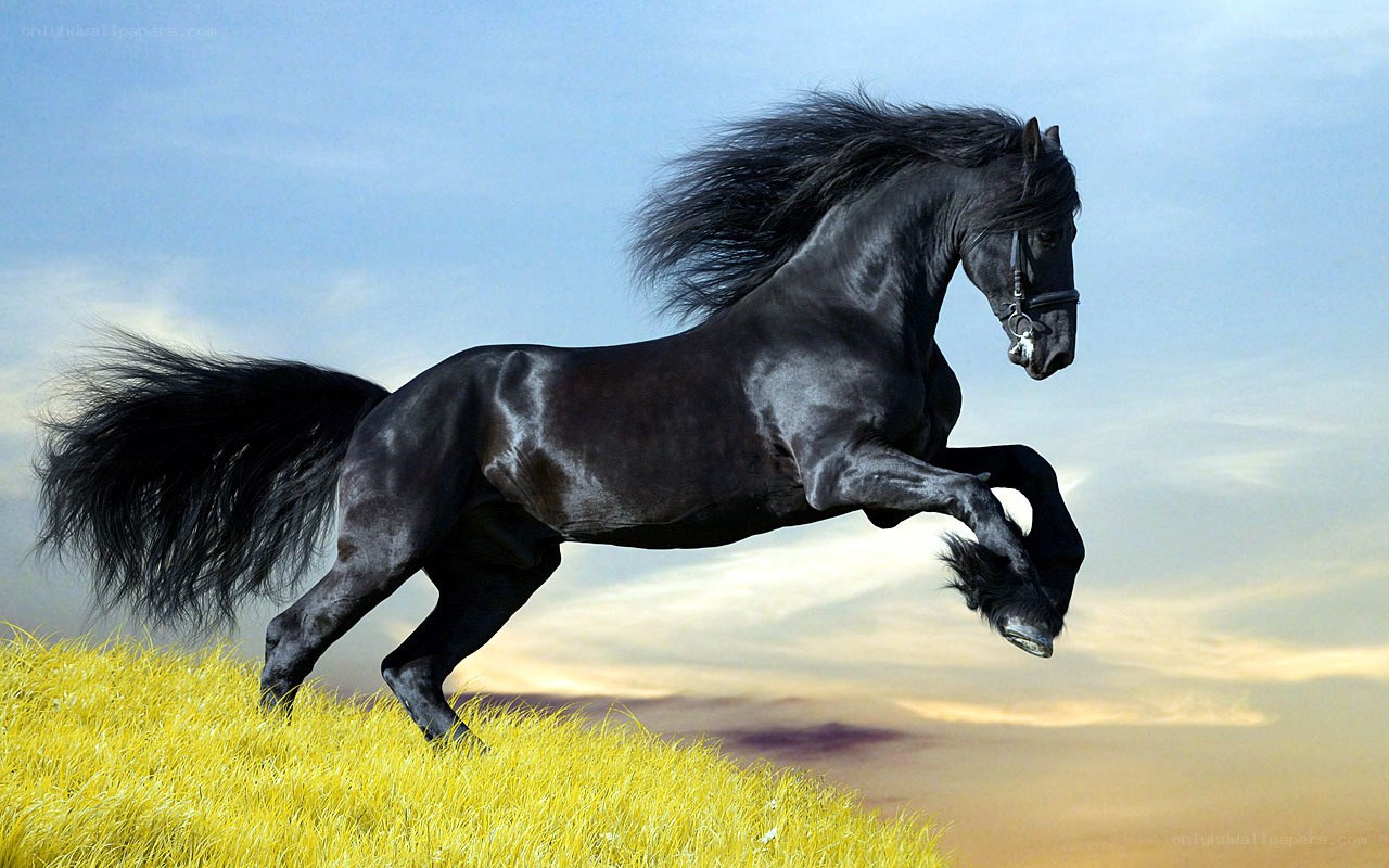 Black horse galloping on hill