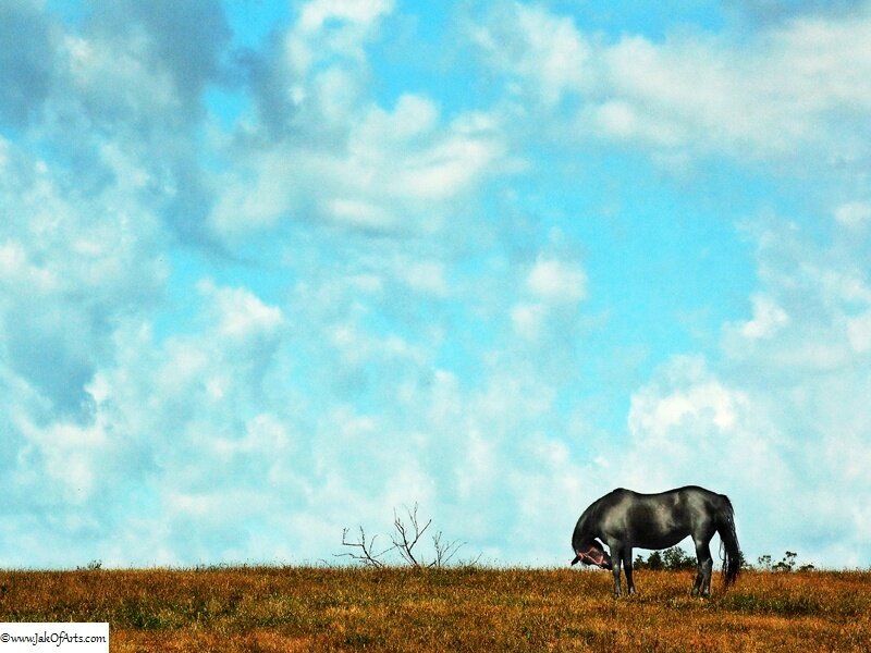Black Horse Grazing — Blue