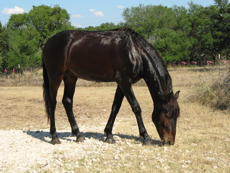 Black Horse Grazing — Brown, Calm
