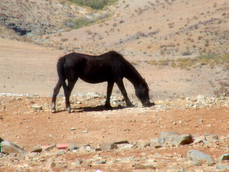 Black Horse Grazing — Brown